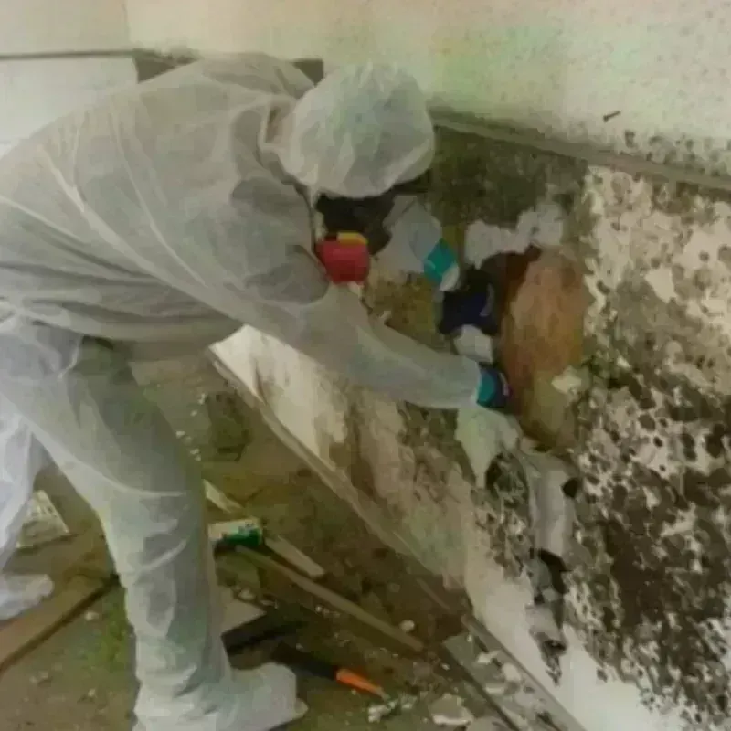 Mold Remediation and Removal in Saint Landry Parish, LA